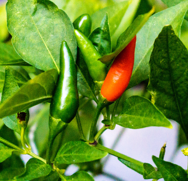 Cayenne Pepper plant