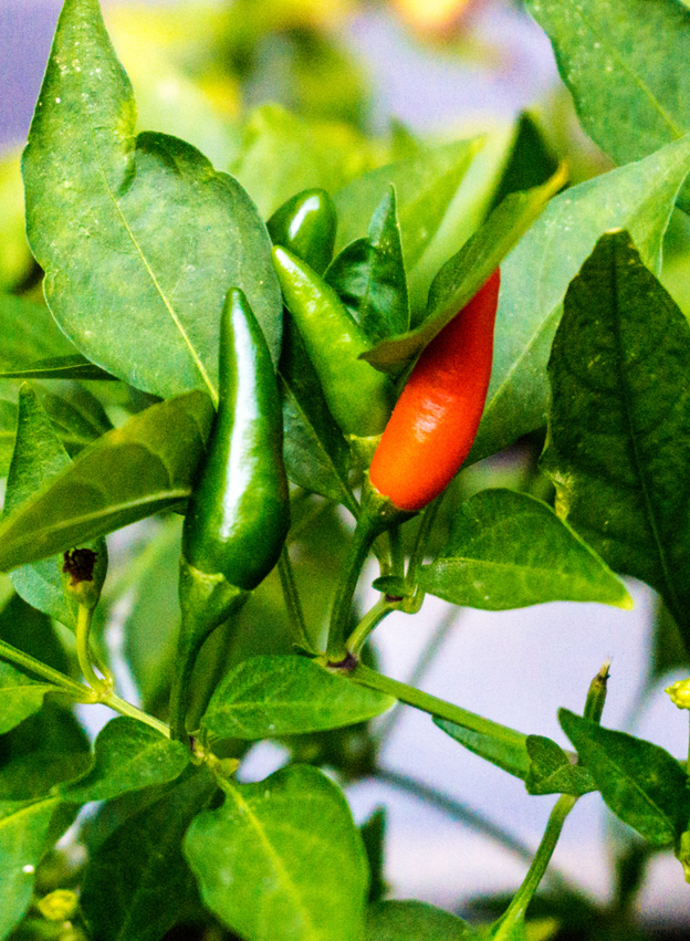 The Heat That Heals: The Power of Cayenne