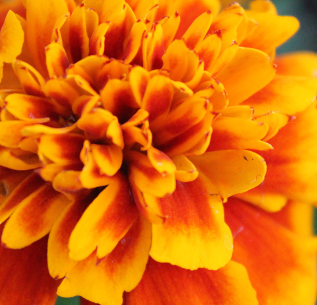 Marigold Flower