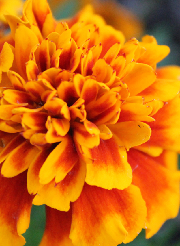 Marigold, the golden healer